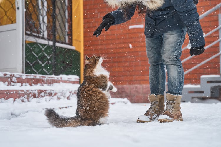 Person Standing In Front Of A Cat