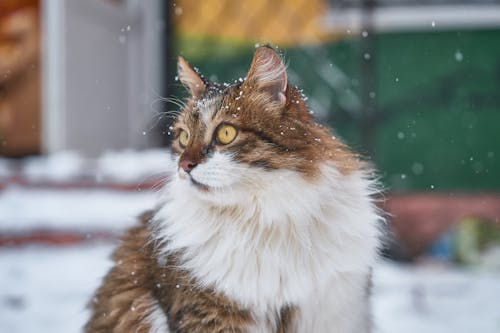 Free Brown and White Cat on Snow Stock Photo