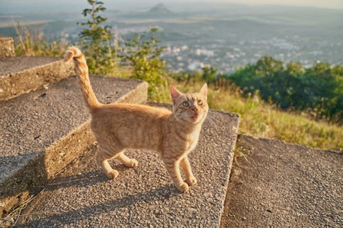 Orange Tabby Cat on Gray Concrete Road