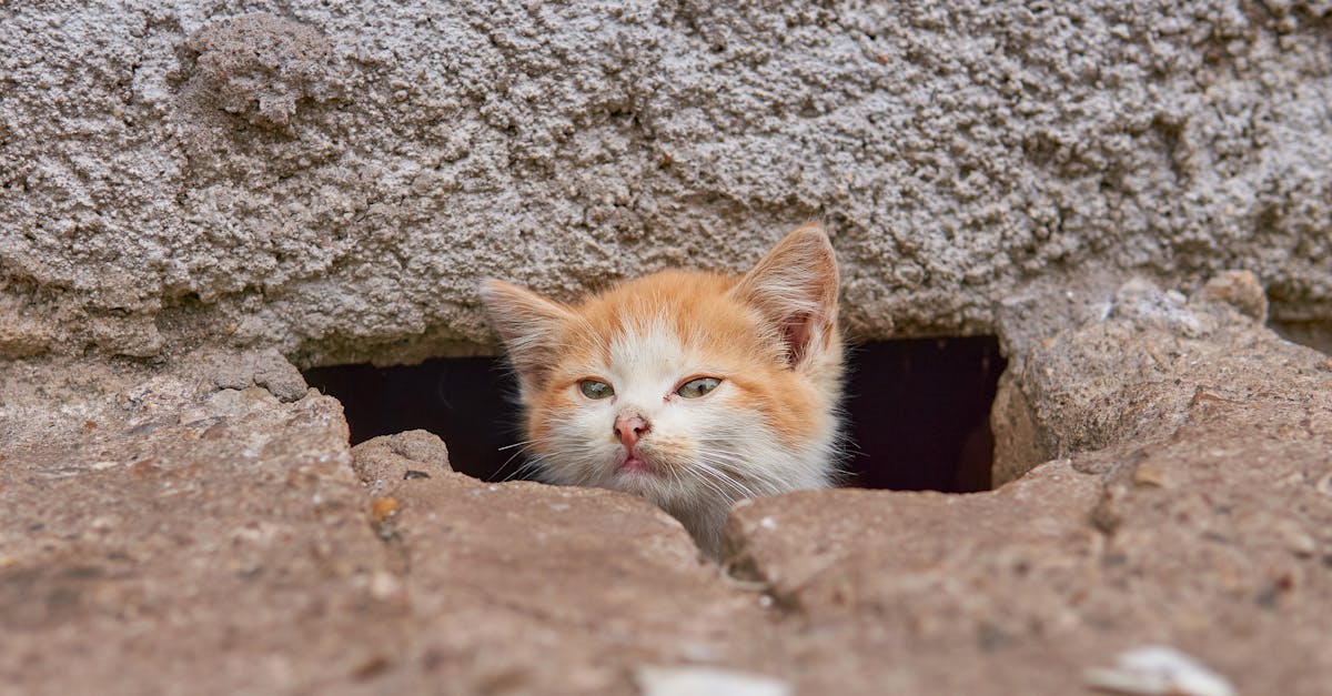 How to help a cat in heat feel better