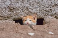 Orange and White Cat on Gray Rock