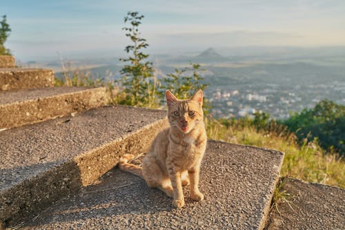Free Photo of Cat Sitting on Stairs Stock Photo