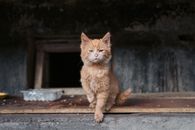 Orange Tabby Cat on Brown Wooden Table