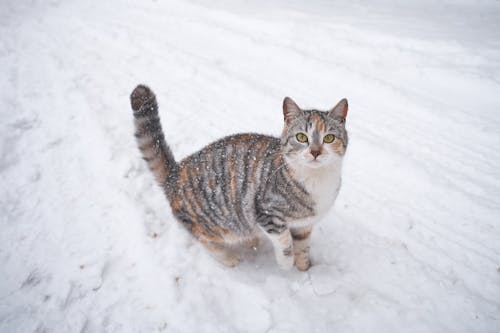 Free Photo of Tabby Cat on Snow Stock Photo