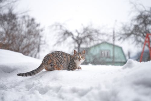 Free Brown Tabby Cat on Snow Covered Ground Stock Photo
