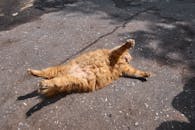 Brown Long Fur Cat Lying on Gray Concrete Floor