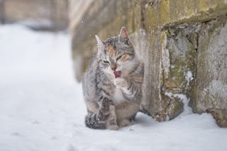 Photo of Tabby Cat Sitting on Snow