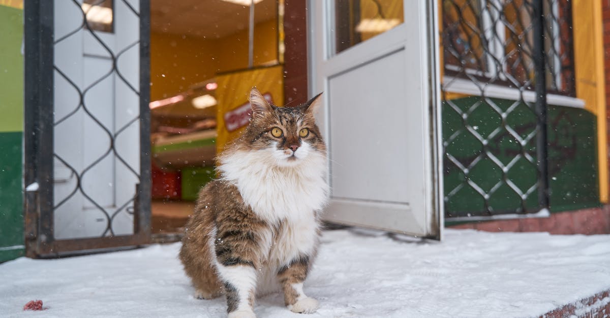 How to deal with a cat in heat Reddit