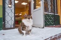 Brown and White Cat on Snow Covered Ground