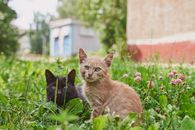 Black Cat on Green Grass