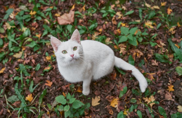 Top View Photo Of White Cat