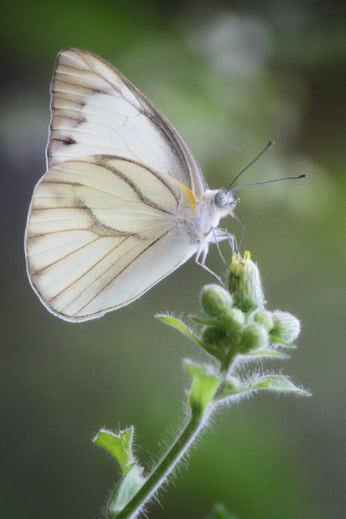 Macro Photography of White Butterfly Perched on Flower Buds