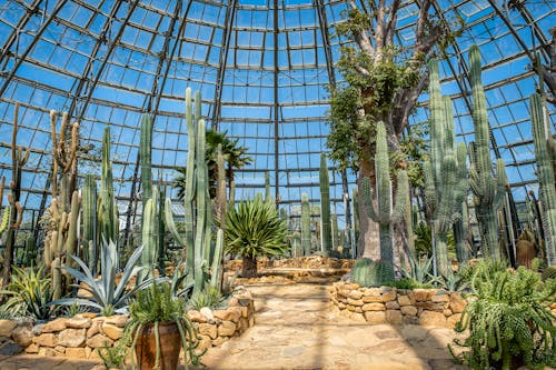 Free Green cacti with spikes in glasshouse Stock Photo