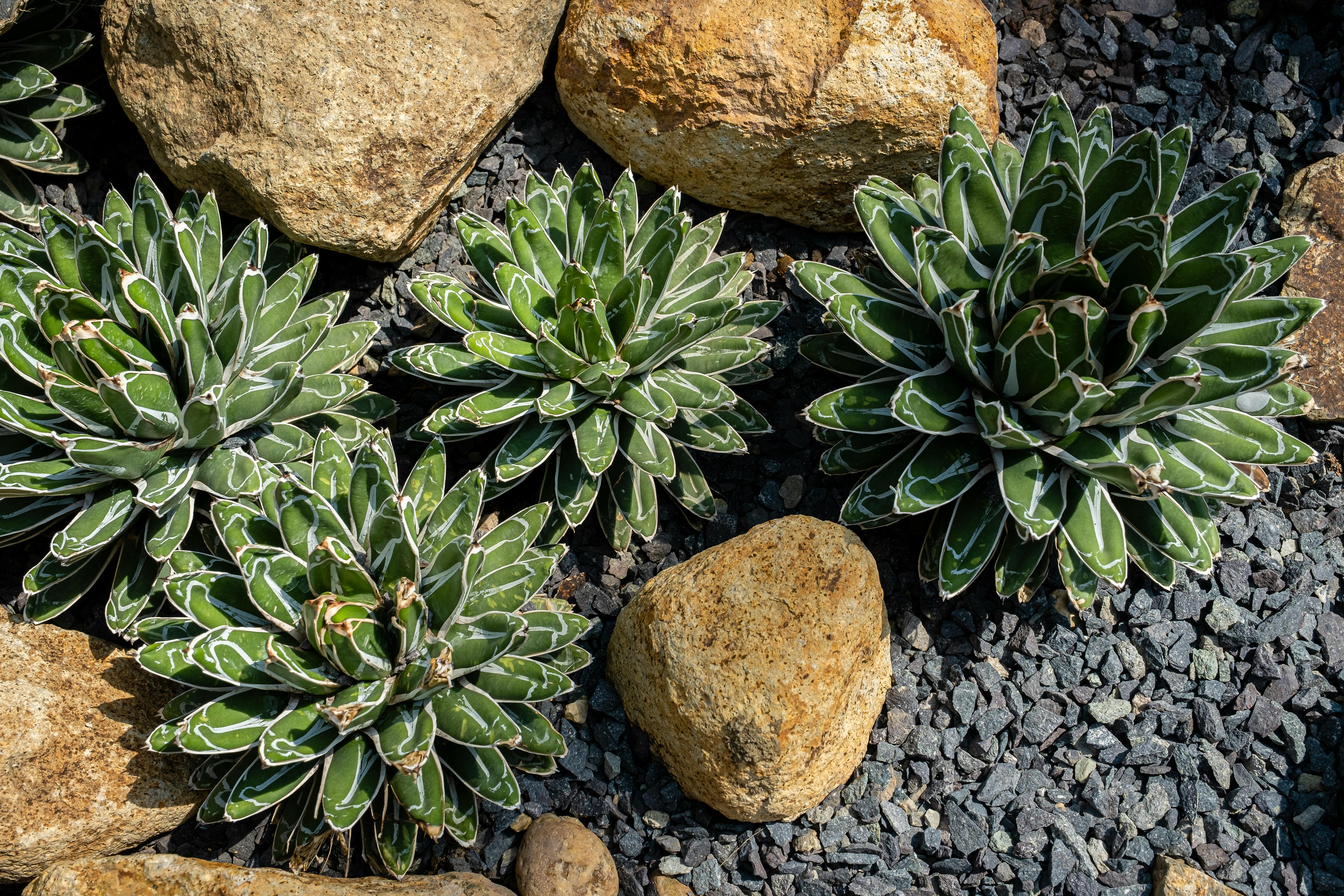 A Landscape Designer’s Favorite Gardening Tools — Photo by Tiểu Bảo Trương on Pexels