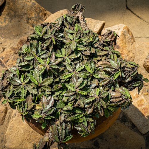 Exotic plants with green leaves in pot on stones