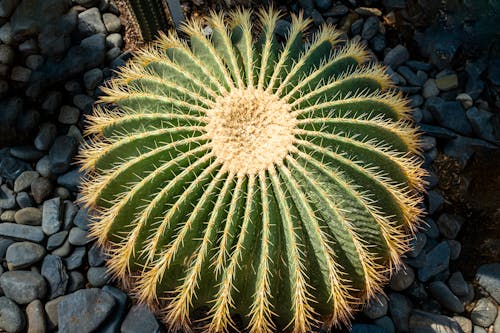 From above of exotic green Echinocactus plant with sharp thorns growing on ground covered with rocks in sunny day in nature