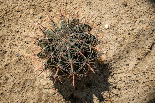 Ferocactus growing on dry soil
