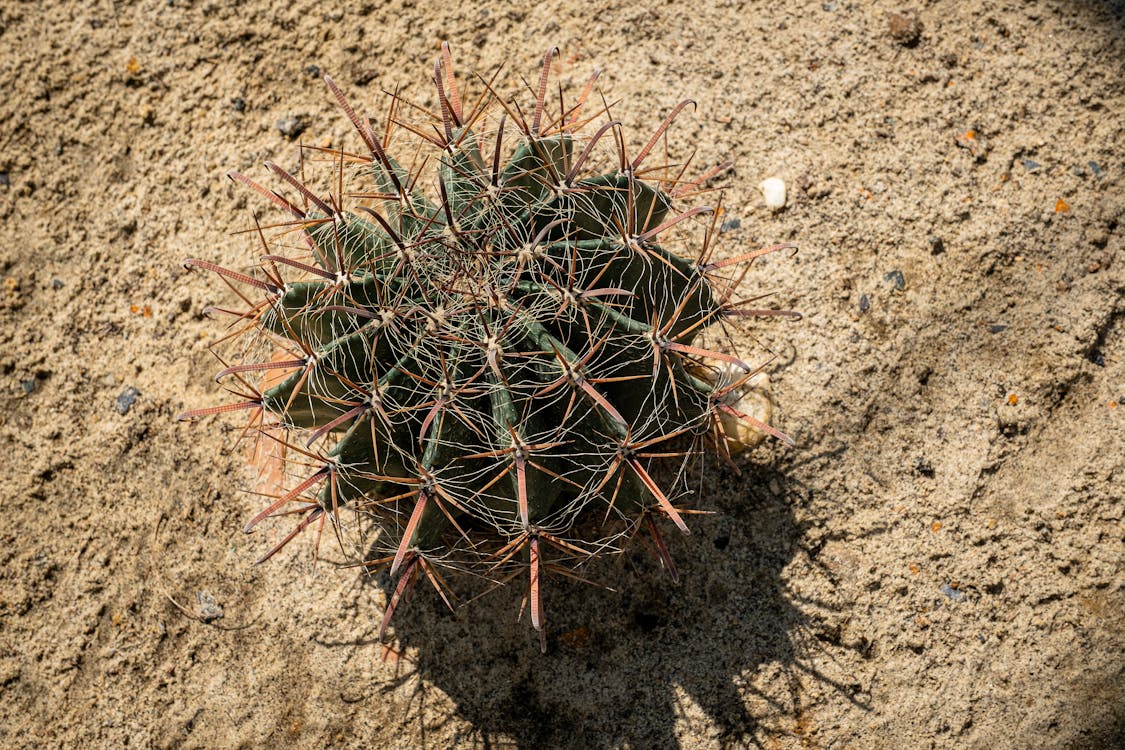 Бесплатное стоковое фото с ferocactus, ботаника, вид сверху