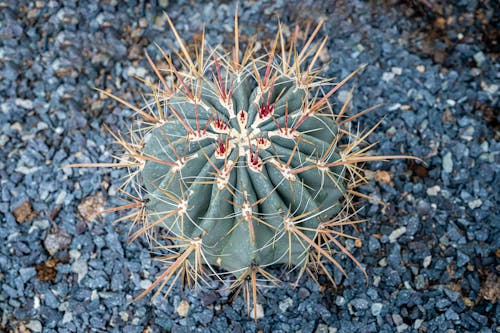 Overhead of ferocactus with long sharp needles growing on small crushed stones in daytime