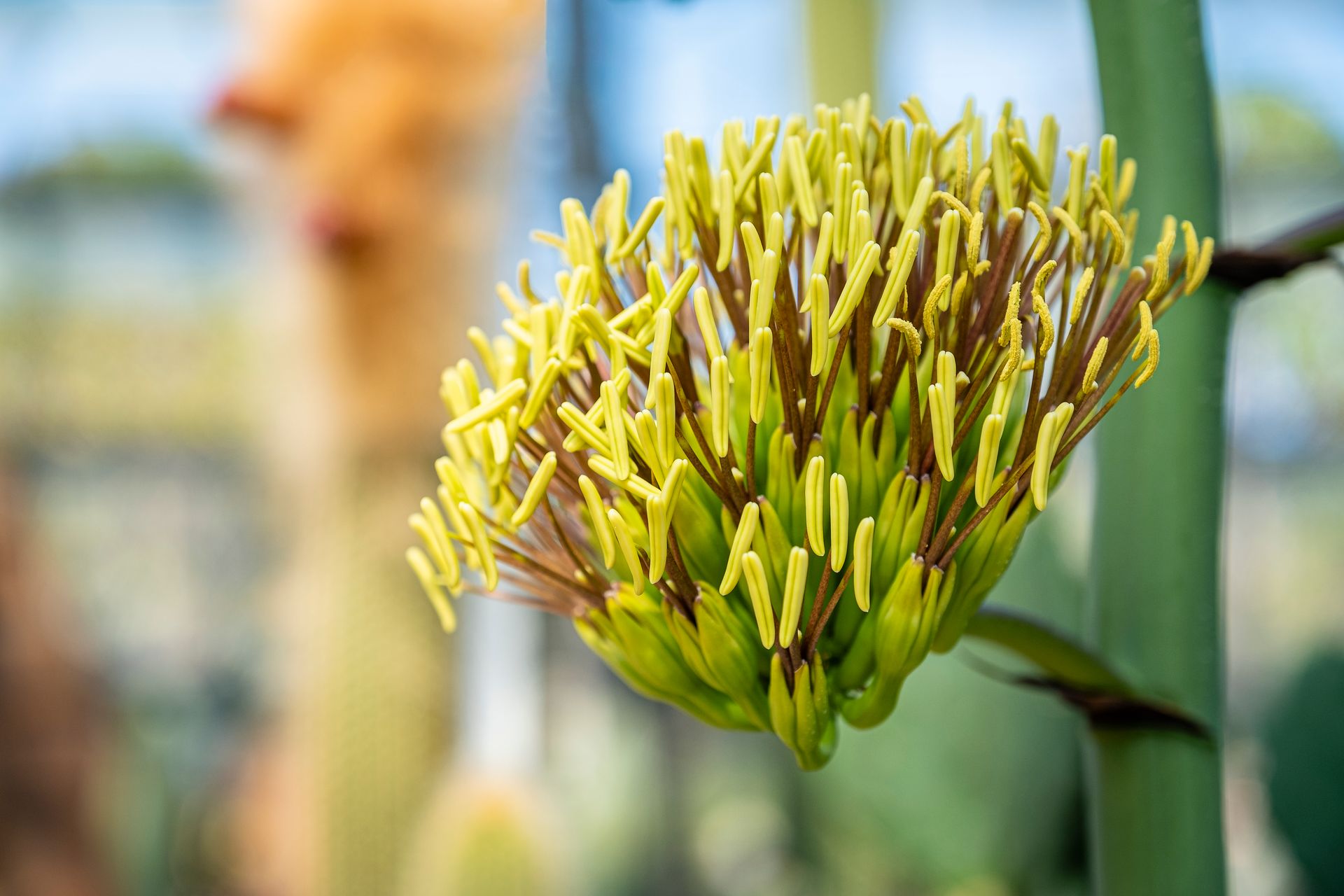 Detailed close-up of a blooming agave plant in daylight, showcasing its vibrant yellow inflorescence.
