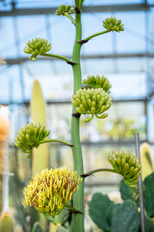 Blooming agave growing in glasshouse