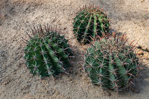 From above of group of green ferocacti with sharp spikes growing on dry ground