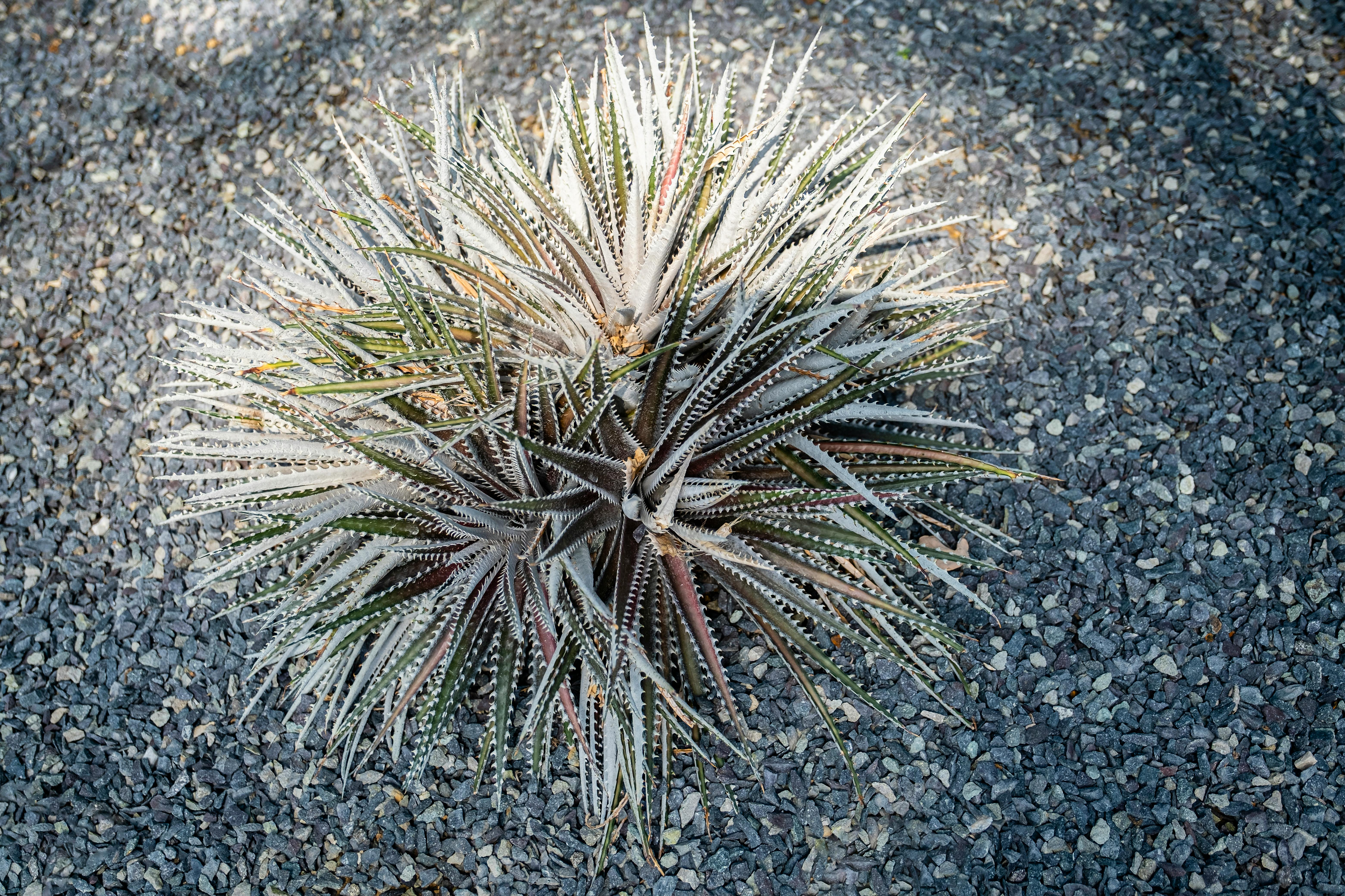 Top view of dyckia plant growing on small crushed stones in sunny day