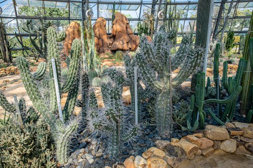 Long green cacti with thick sharp stems growing in botanical garden in daylight