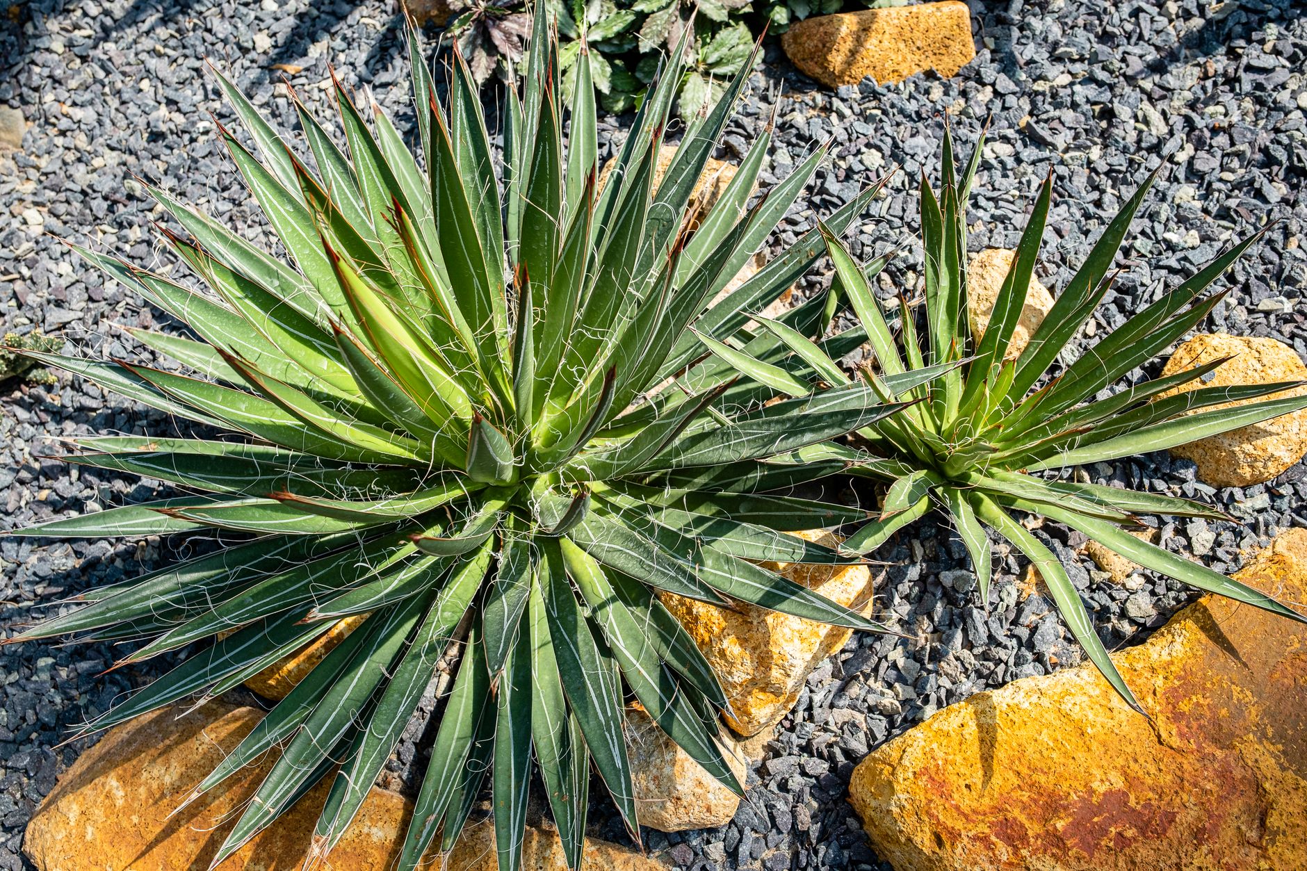 From above of lush yucca plants with long verdant leaves on sunny day