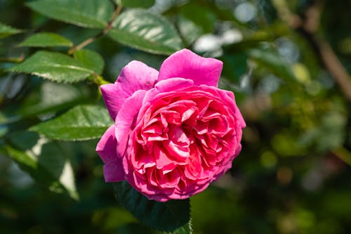 Pink rose blooming in garden
