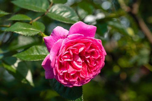 Free Rose with delicate pink petals and green leaves growing in garden on sunny day Stock Photo