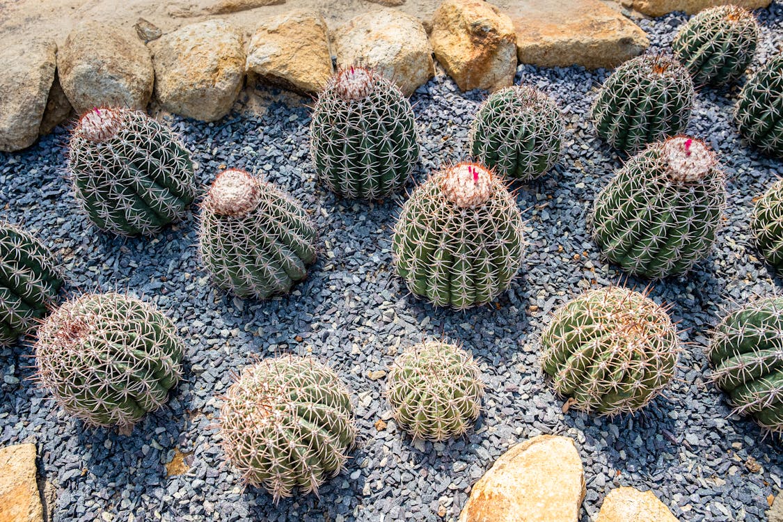 Бесплатное стоковое фото с ferocactus, бородка, ботаника