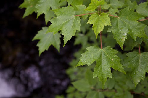 Foto stok gratis basah, Daun-daun, hijau