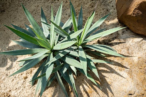 High angle of verdant lush plants of agave growing together on sandy ground in sunny weather