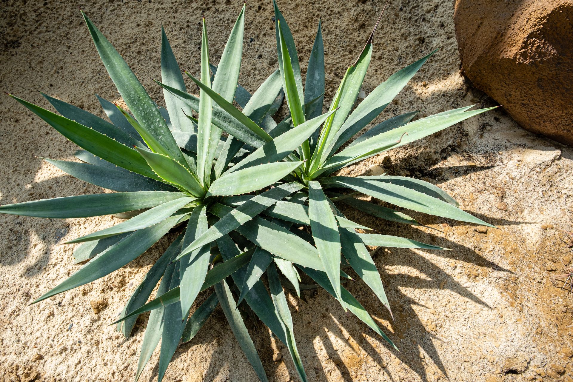 High angle of verdant lush plants of agave growing together on sandy ground in sunny weather