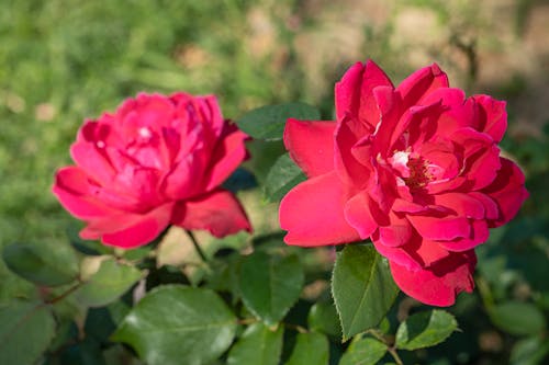 Základová fotografie zdarma na téma aroma, barevný, barva