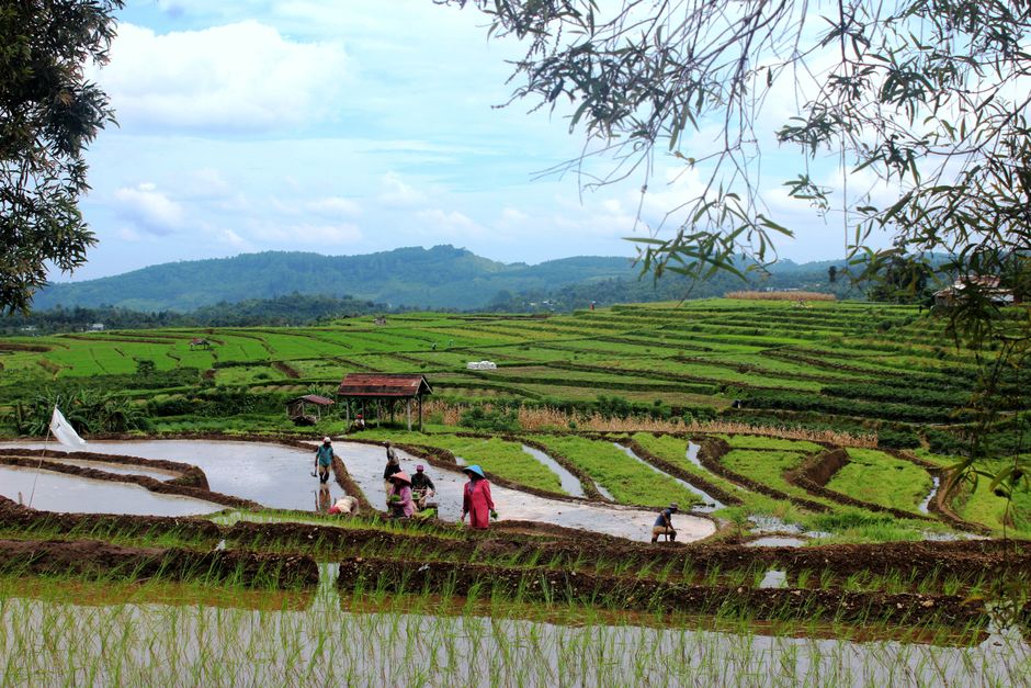 Menghijau Bersama Alam: Pengalaman Agrowisata di Lereng Merapi Mungkid