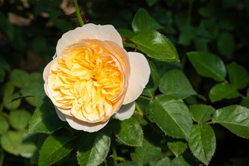 Tender lush bright yellow rose sitting on vivid green leaves blossoming in daytime