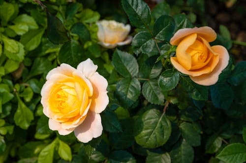 Blooming rosebush with yellow flowers