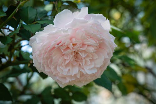 Selective focus of fragrant bright pink blossom of rose flowering on verdant lush foliage