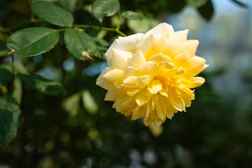 Yellow rose bud against leaves