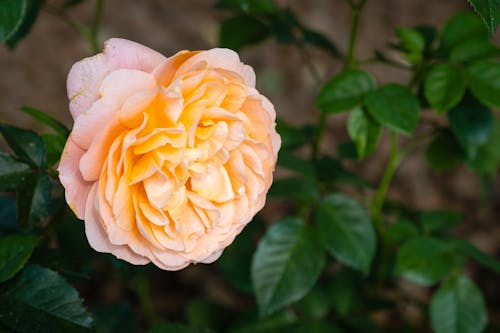 Delicate bud of rose with gentle petals of yellow color in soft focus against green foliage
