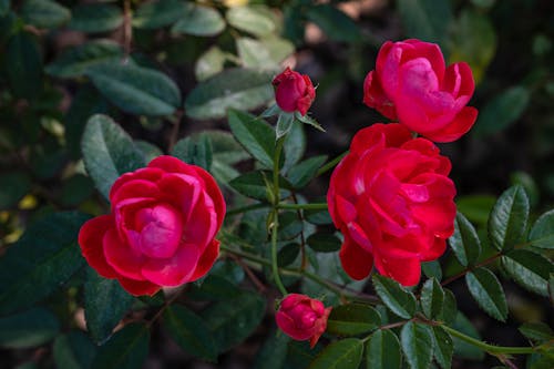 Free Vivid red roses blooming on shrub Stock Photo