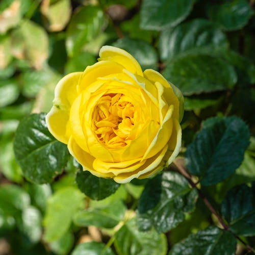 Blossoming English rose with gentle yellow petals and thin stem growing in garden with green plants on summer day in countryside