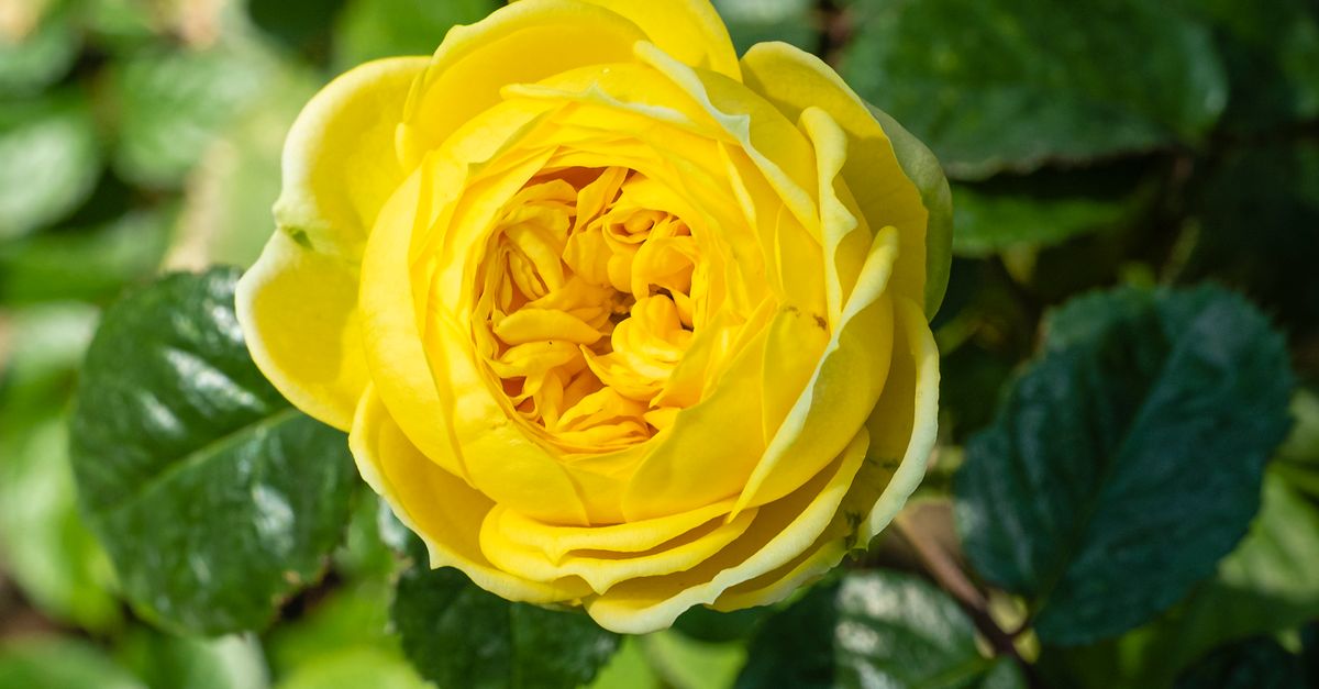 Yellow rose growing on shrub · Free Stock Photo