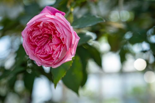 Free Blooming tender English rose with pink petals growing on tree sprig of tree with green leaves in garden on blurred background Stock Photo