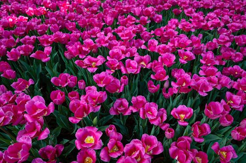 Free From above abundance of tulips with pink petals and green stalk growing in botanical garden on summer day during blooming season Stock Photo