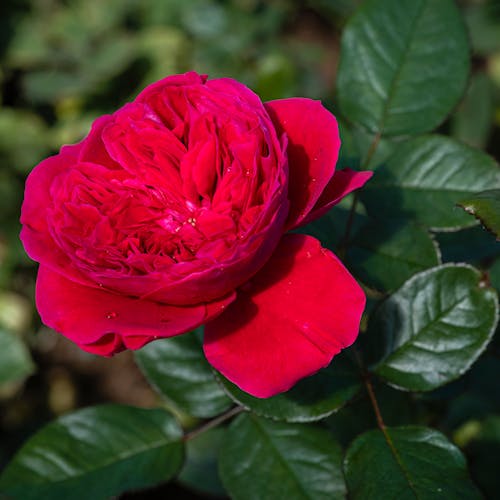 Blooming rose with green leaves