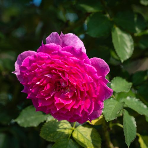 Free Blossoming rose with pink petals growing on tree branch with green leaves in garden on summer day with sunlight in nature Stock Photo