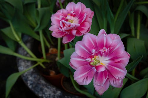 Free Blossoming Zizanie tulips with pink petals and green leaves growing in flowerbed on summer day in garden during blooming season Stock Photo